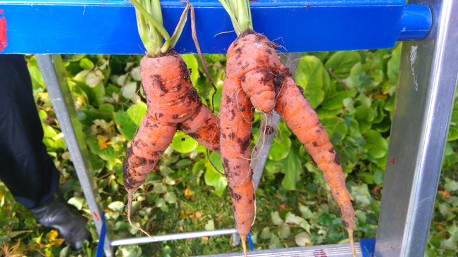 Herra ja Rouva Porkkana - Mökin porkkanamaalta tänään tuli pariskunta porkkana vastaan...