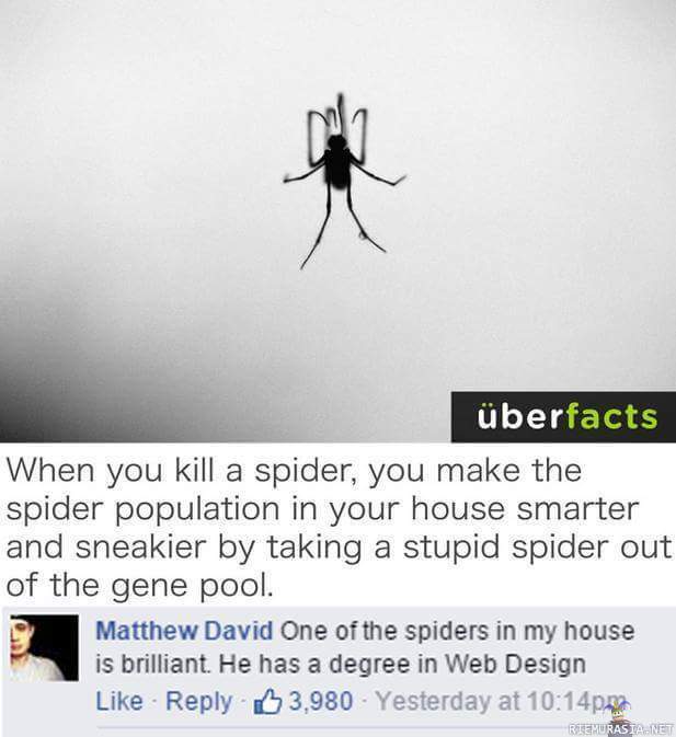 Kun tapat hämähäkin kodistasi