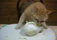 Kissa syö salaattia