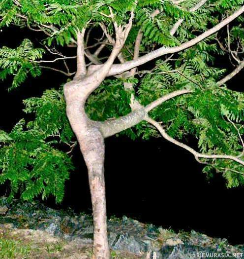Puu - Naisellinen tanssijapuu?