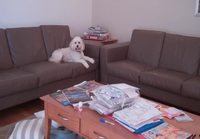 Koira(t) sohvalla.