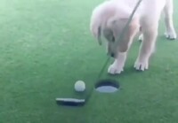 Koira auttaa golfissa.