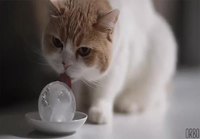 Kissa ja jääpallo