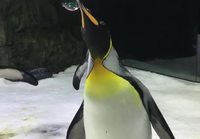 Pingviinit ihmettelee saippuakuplia