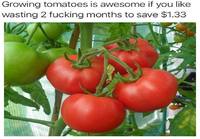 Tomaattien kasvattamisen hienous