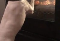 Koira intoilee uunissa paistuvasta kanasta
