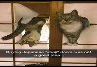 Japanilaiset shoji-ovet kissatalouteen