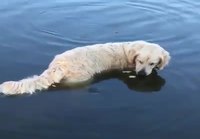 Koira kalastaa