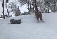 Hevoset iloitsee lumesta