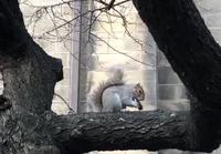 Orava mässäilee oreokeksillä