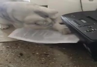Kissa tulostimen kimpussa
