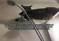 Kissan neuvot peseytymiseen