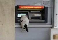 Kissa automaatilla