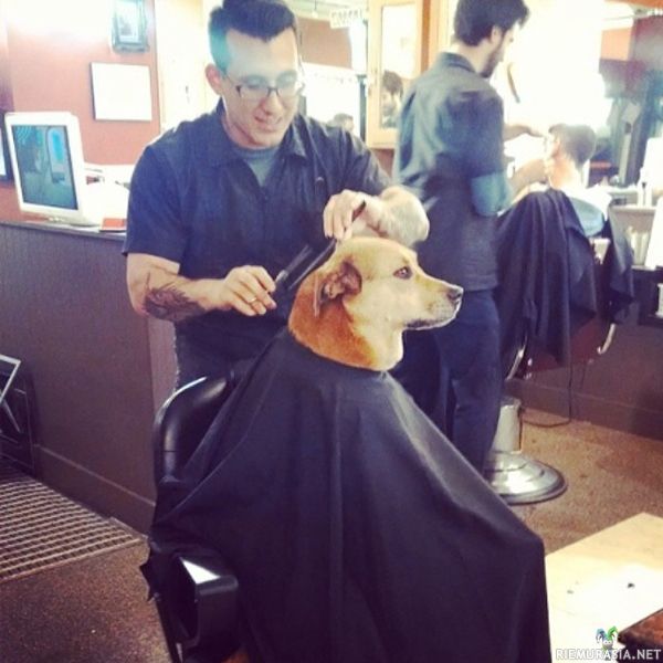 Koira parturissa - &quot;Ota vähän vaan siitä päältä kiitos&quot;