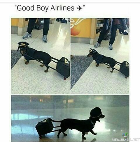 Good boy airlines - Tällä lentoyhtiöllä haluaisin matkustaa