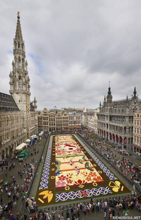 Valtava kukka-asetelma Brysselissä - Kukka-asetelmaan käytettiin yhteensä 600 000 kukkaa ja asetelman koko on hurjat 1800 neliömetriä