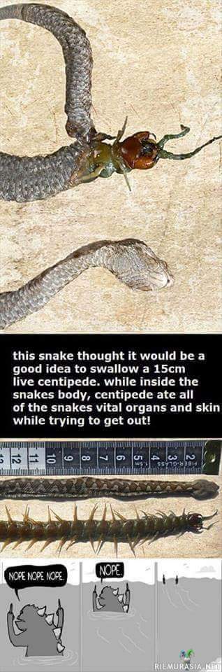 Käärmeen viimeinen ateria - Juoksujalkainen kaivoi käärmeen sisuksista tiensä ulos syömällä