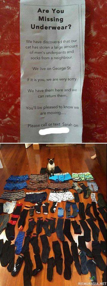Kissa kalsarivarkaissa - Kissalla on paha tapa varastella toisten pyykkejä naapurustossa