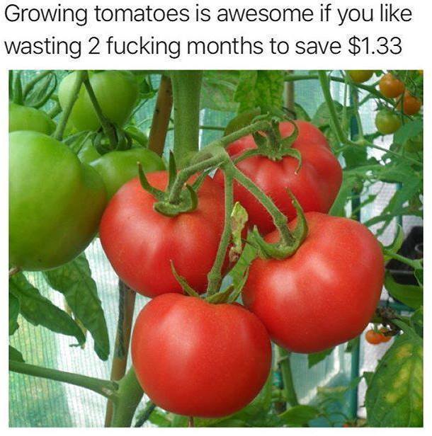 Tomaattien kasvattamisen hienous - Se on hienoa kasvatella tomaatteja pari kuukautta että säästää jotain ropoja