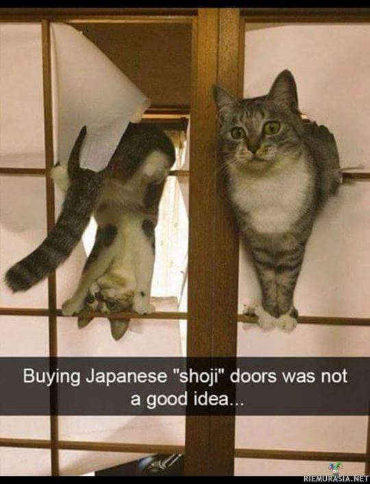 Japanilaiset shoji-ovet kissatalouteen - Ei kovinkaan hyvä idea..