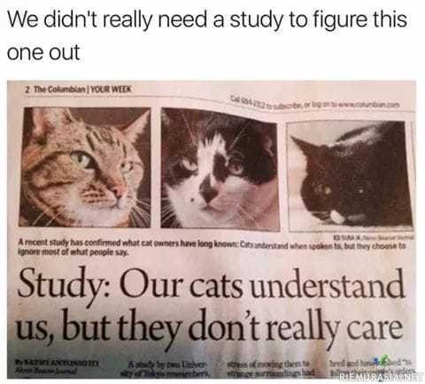 Kissoja ei kiinnosta - tähän tutkimukseen tuskin tarvitsi edes kovin pitkää tutkimusta