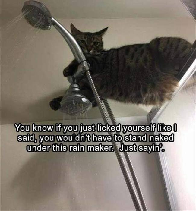 Kissan neuvot peseytymiseen