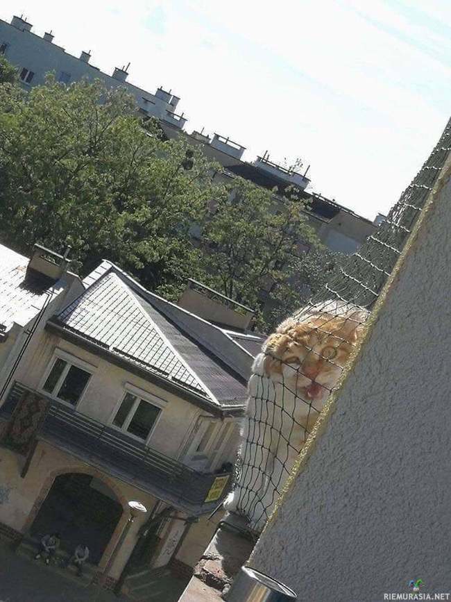 Naapurin kissa ei voi hyvin