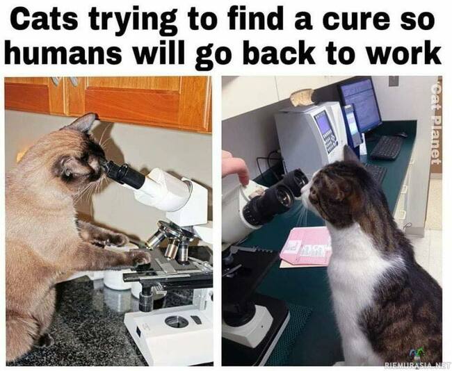 Kissat etsimässä parannuskeinoa