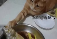 Kissa haluaa koskea kalaa