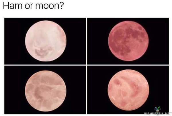 Kinkku vai kuu?