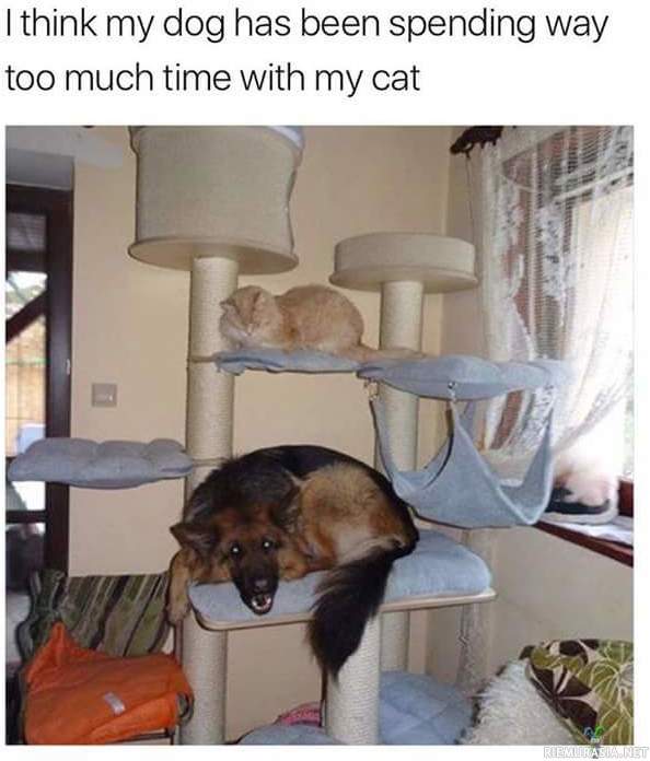 Kissojen kiipeilypuu - Koiralla