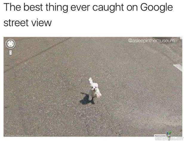 Google street view - Suloinen koira päässyt Googleauton kuvaan