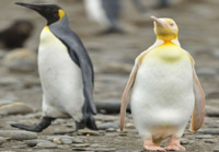 Keltainen pingviini 
