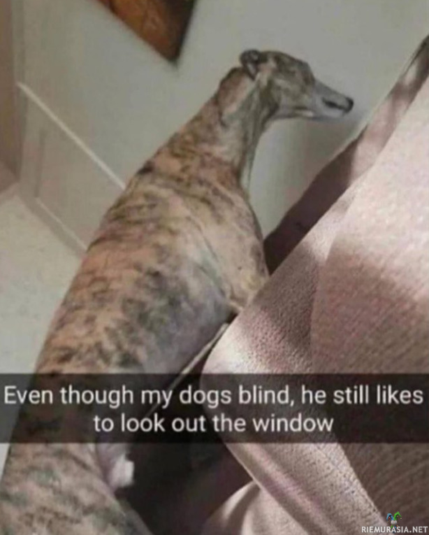 Koira ja ikkuna - Sälekaihtimet on englanniksi blinds. Sattumaako? 