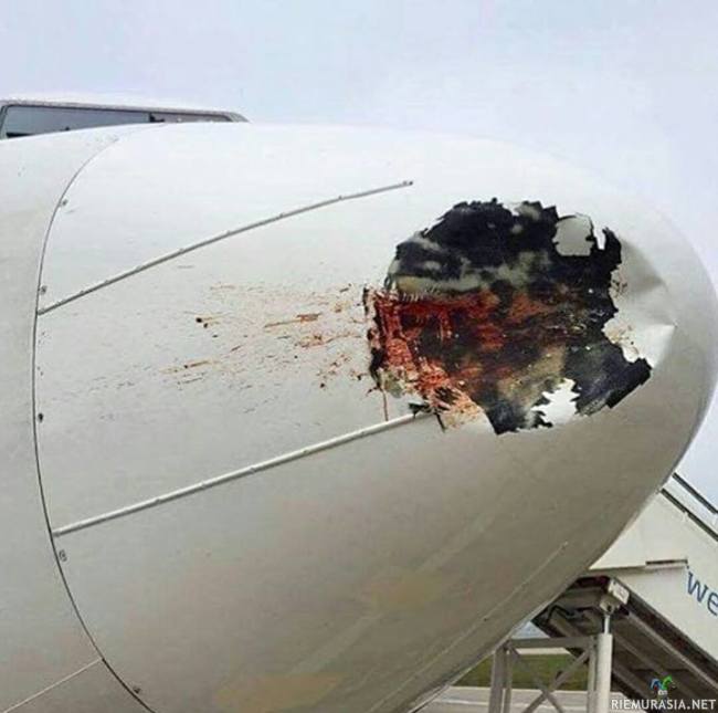 Lentokone vs. lintu - Eqypt Air 737 törmäsi isohkoon lintuun kesken lennon. Ei näytä käyneen hyvin.