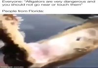 Alligaattorit ovat vaarallisia