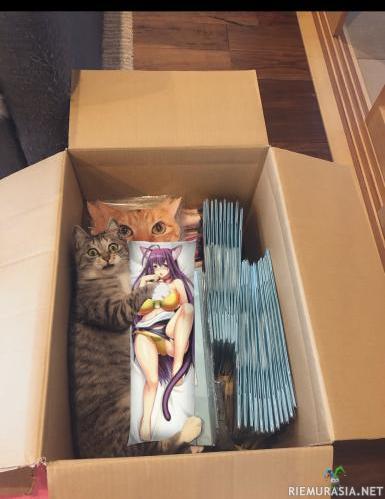 Kissan halityyny - Löyty syy minkä takia tykkää niin paljon laatikoista.