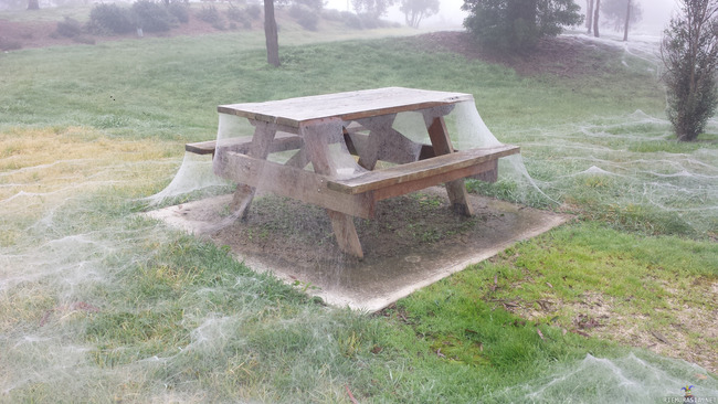 Hämähäkin picnic - Etelä yllätys yllätys Australiassa hämähäkit kutomassa vähän seittiä.
