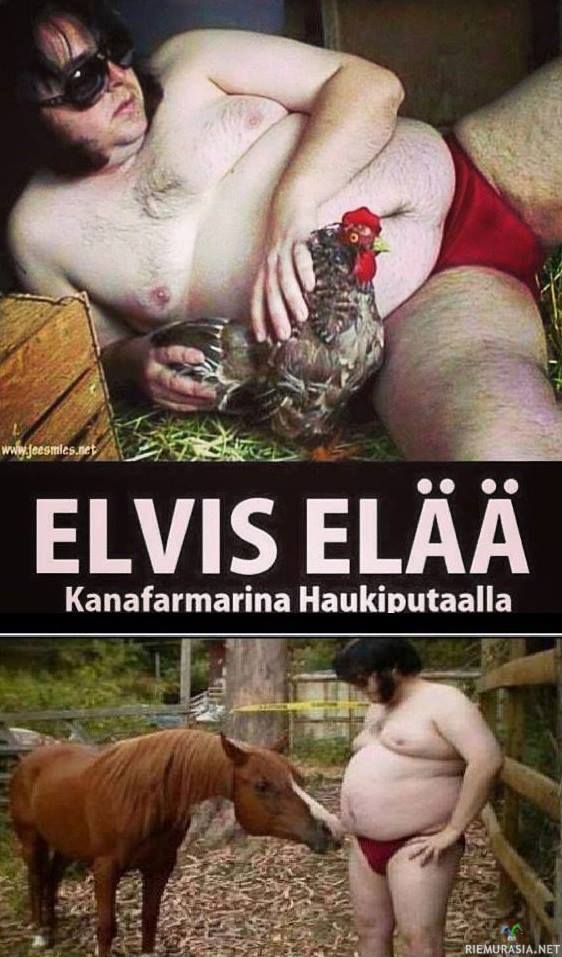 Elvis elää - Sen on vaan muuttanu haukiputaalle ja alkanu kanafarmariksi