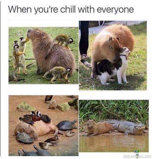 Capybarat - Tulee hyvin muiden elukoiden kanssa juttuun