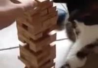 Kissa pelaa jengaa