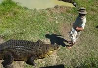 Tosielämän Crocodile dundee ratsastaa valtavalla krokotiililla