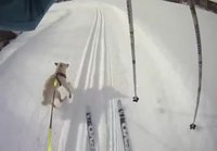 Hirvi jahtaa hiihtäjää ja koiraa