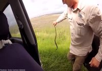 Ammattilais käärmeen pyydystäjä löytää autostaan kutsumattoman vieraan
