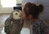Pöllölle pusuja