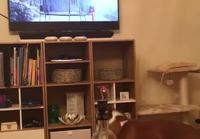 Koira saa telkkarista vaikutteita