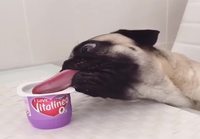 Mopsi lipoo jogurttia