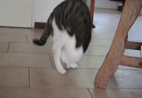 Kissa tekee kuperkeikkoja