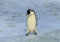 Pingviini heikoilla jäillä