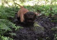 Koira tykkää telmiä mudassa